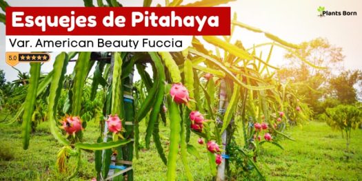 Esquejes de pitahaya envios a todo el peru